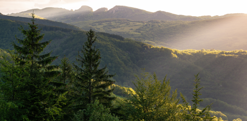 Forêt Vercors 1