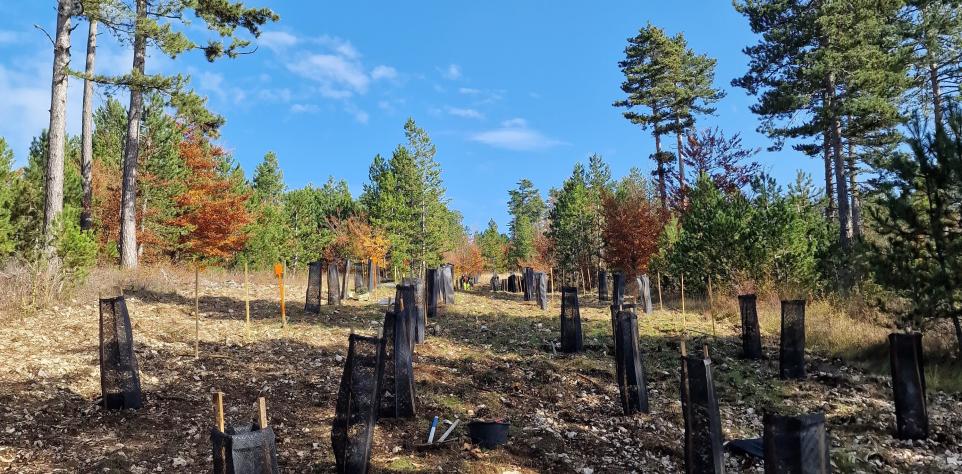 plantation d'arbres