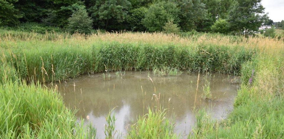mare entourée d'herbe 