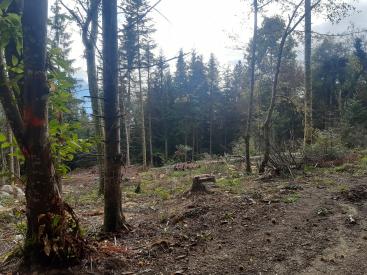 forêt 