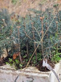 zoom sur les petit arbres