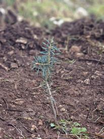 petit arbre dans le sol