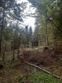 forêt vu de l'intérieur 