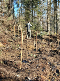 homme qui plante un arbre, au milieu de tuteurs pour les futurs arbres 