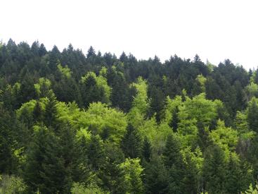 arbes du vercors
