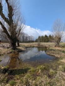 arbre sur la gauche avec une marre devant 