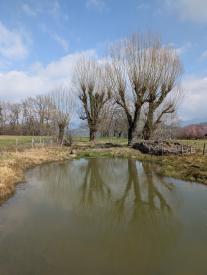 marre avec des arbres au loin 