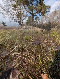 image de l'herbe