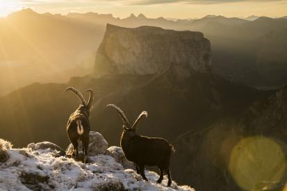 animaux sur la montagne 