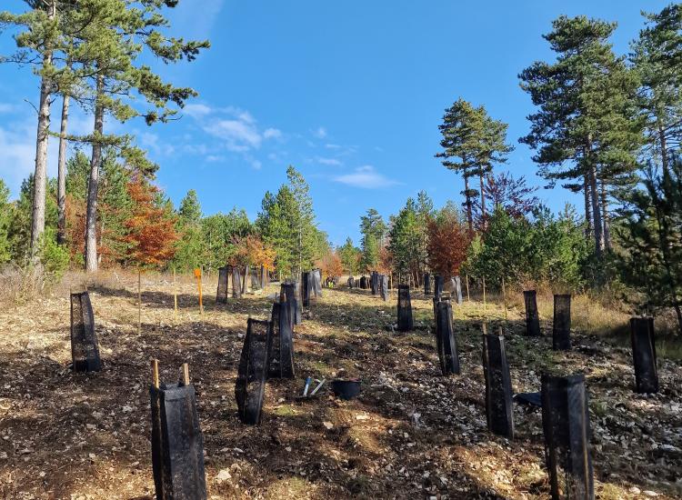 plantation d'arbres