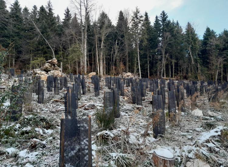arbres plantés 