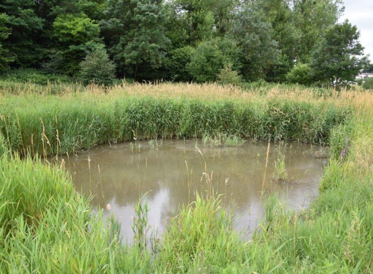 mare entourée d'herbe 